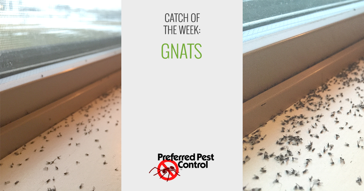 Latest Catch of the Week Fungus Gnats